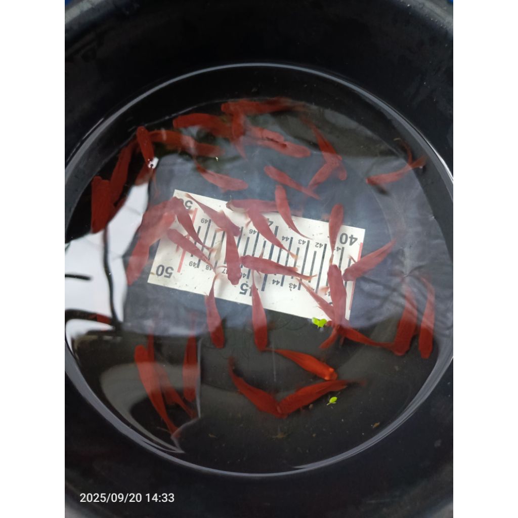 Hiasan aquarium 4-5 cm Platy Bloodred FC 5 ekor