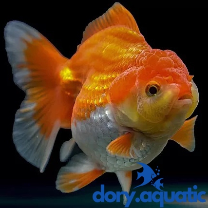 Ikan Hias Goldfish Oranda Sehat Lucu Ikan Koki Oranda Rose Tail