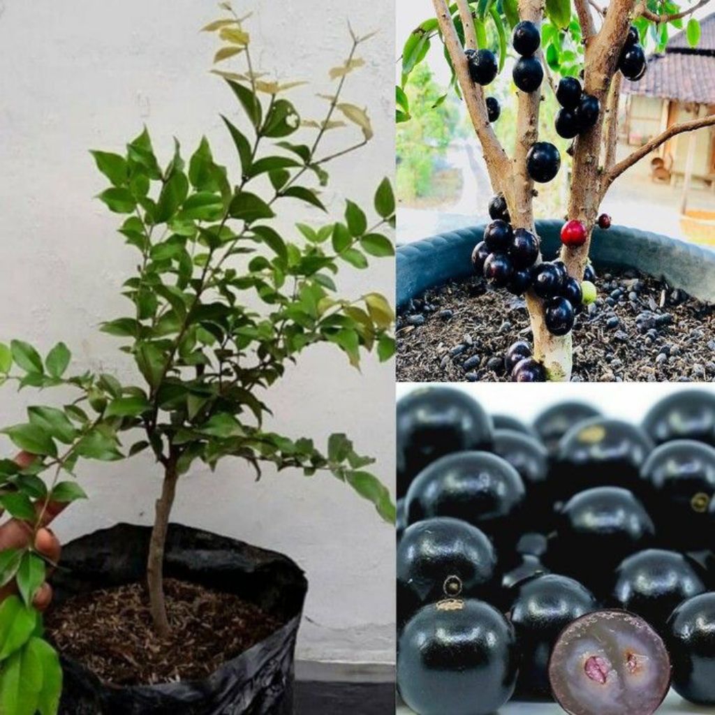 (BISA COD)Tanaman Anggur Brazil /Pohon Anggur Brazil Siap berbuah Rimbun