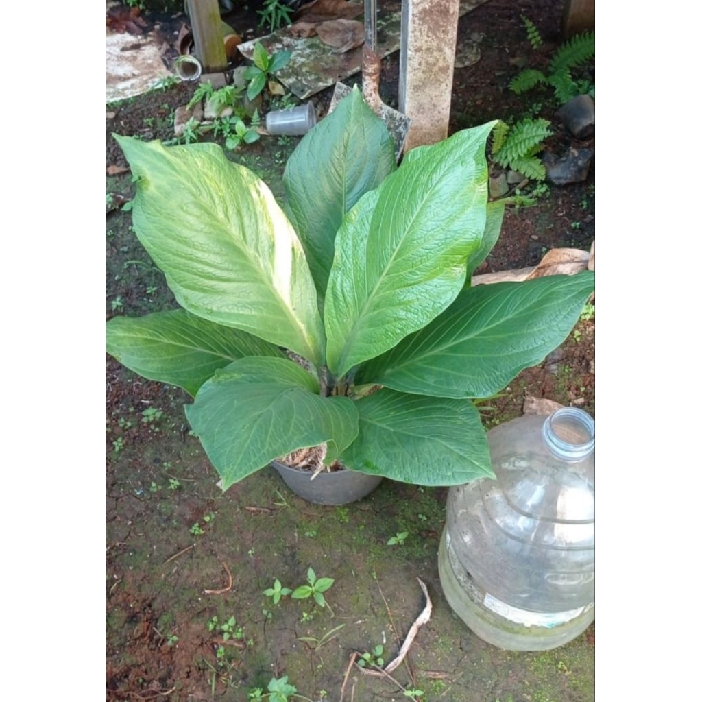 anthurium jemani scorpion varigata ( indukan ) besar