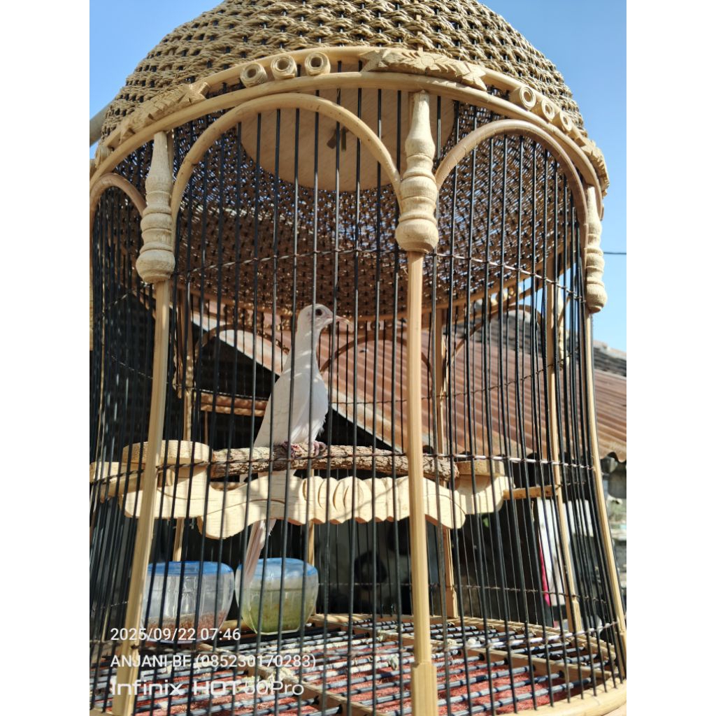 perkutut putih kapas mata merah