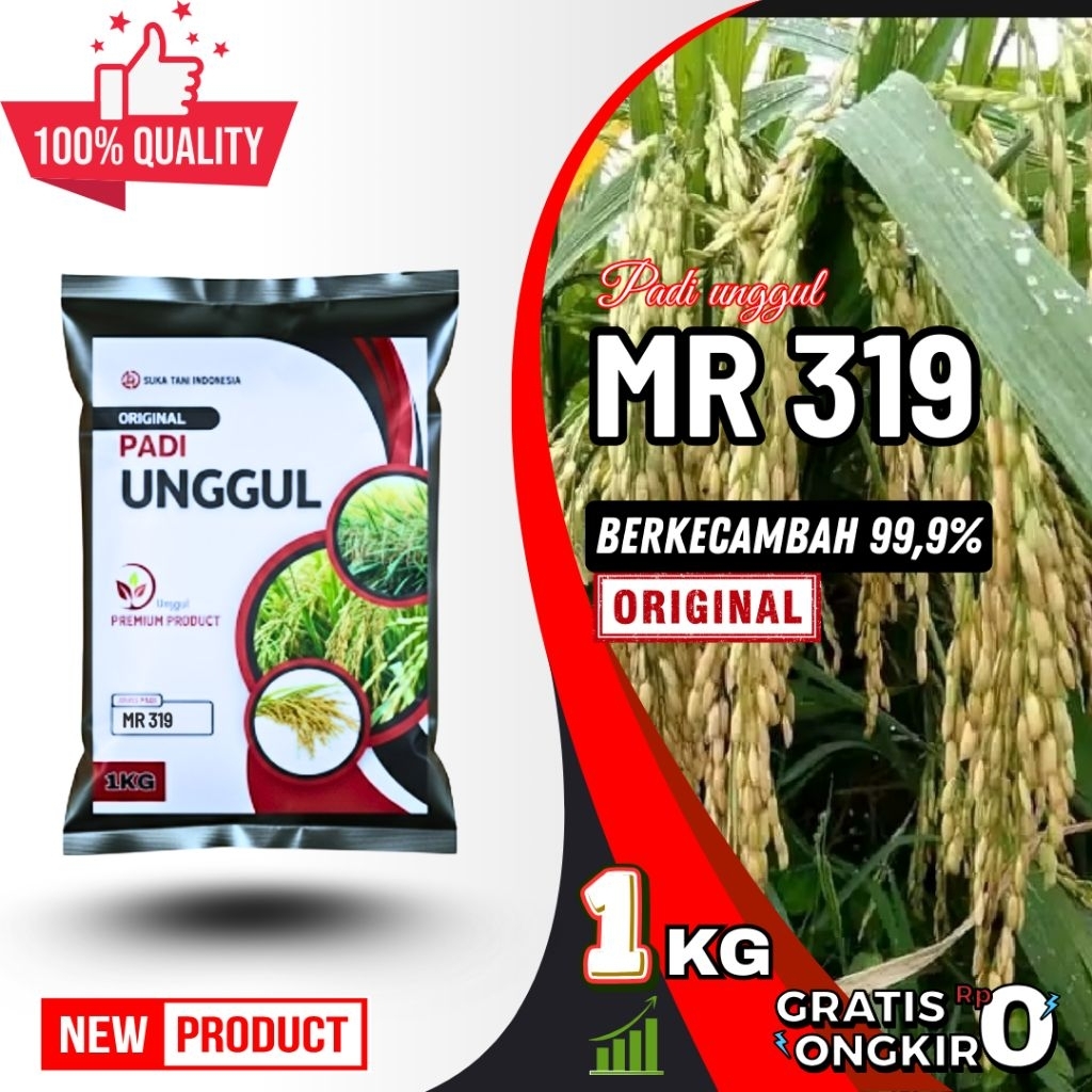 Benih padi unggul mr 319 benih padi unggul 5kg