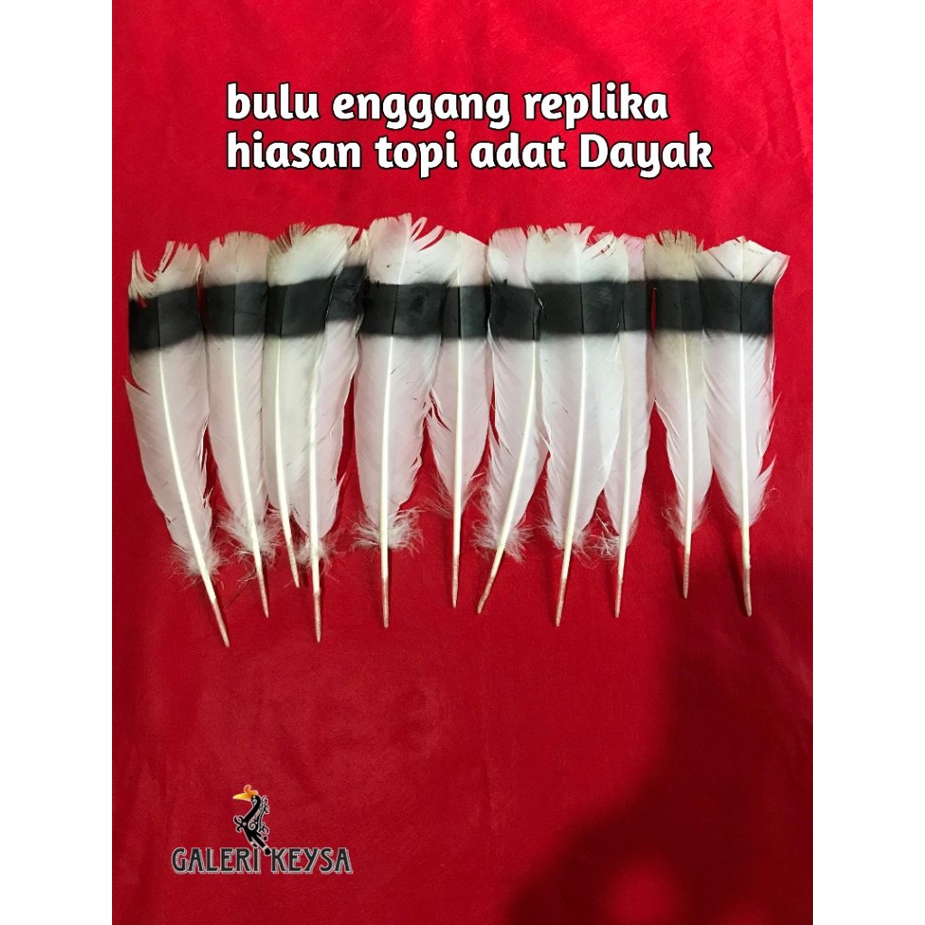 bulu hias kepala hitam putih enggang