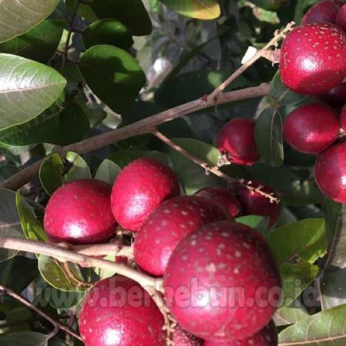 Bibit Buah Kelengkeng Merah| Kelengkeng Merah Bibit