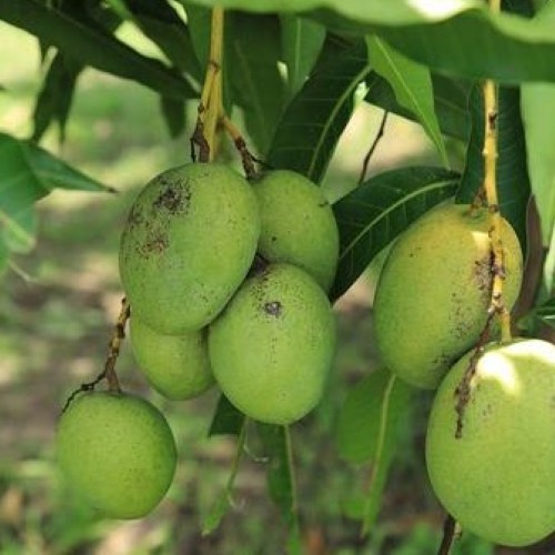 Bibit Buah Mangga Manalagi |Buah Mangga |Bibit Buah