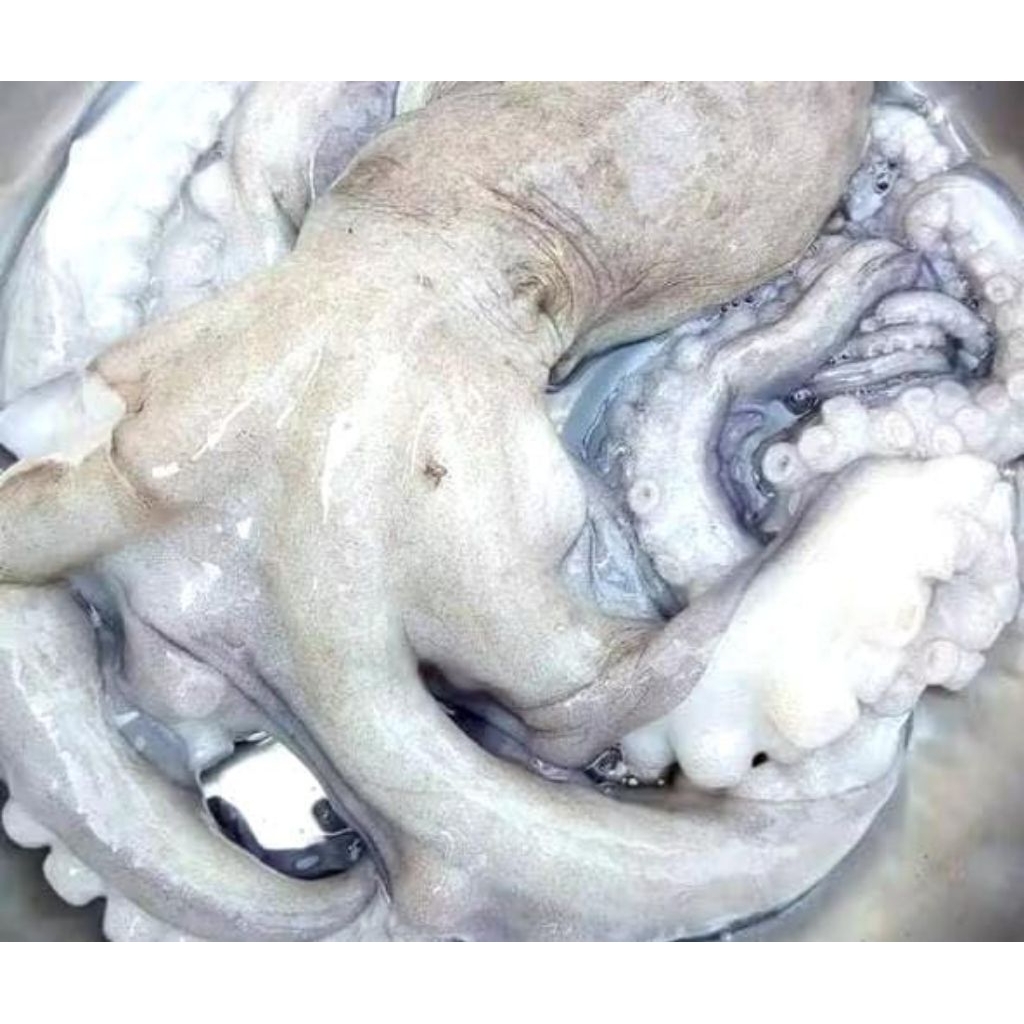 Gurita Besar Beku Fresh Octopus Seafood