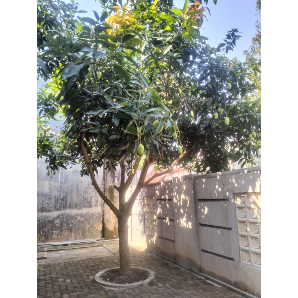 pohon mangga 1 meter jaminan cepat berbuah / bibit mangga mahatir 1 meter super jumbo berkualitas / 
