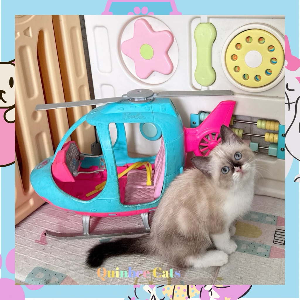 Kucing Ragdoll x himalaya Betina Chocolate Cinnamon White mata biru
