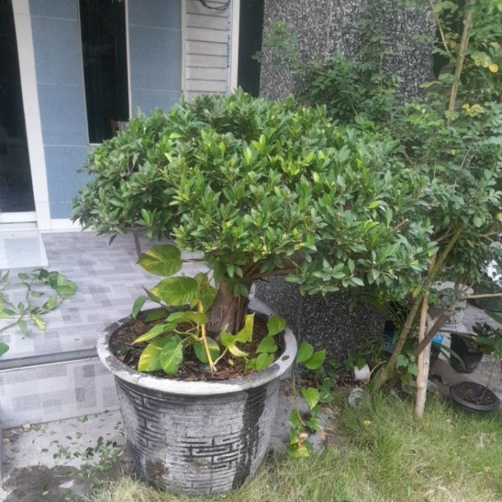 Beringin Jepang/Korea mudah di bentuk mirip bonsai tinggj ± 120cm (Bukan Bonsai) , masih bisa tumbun