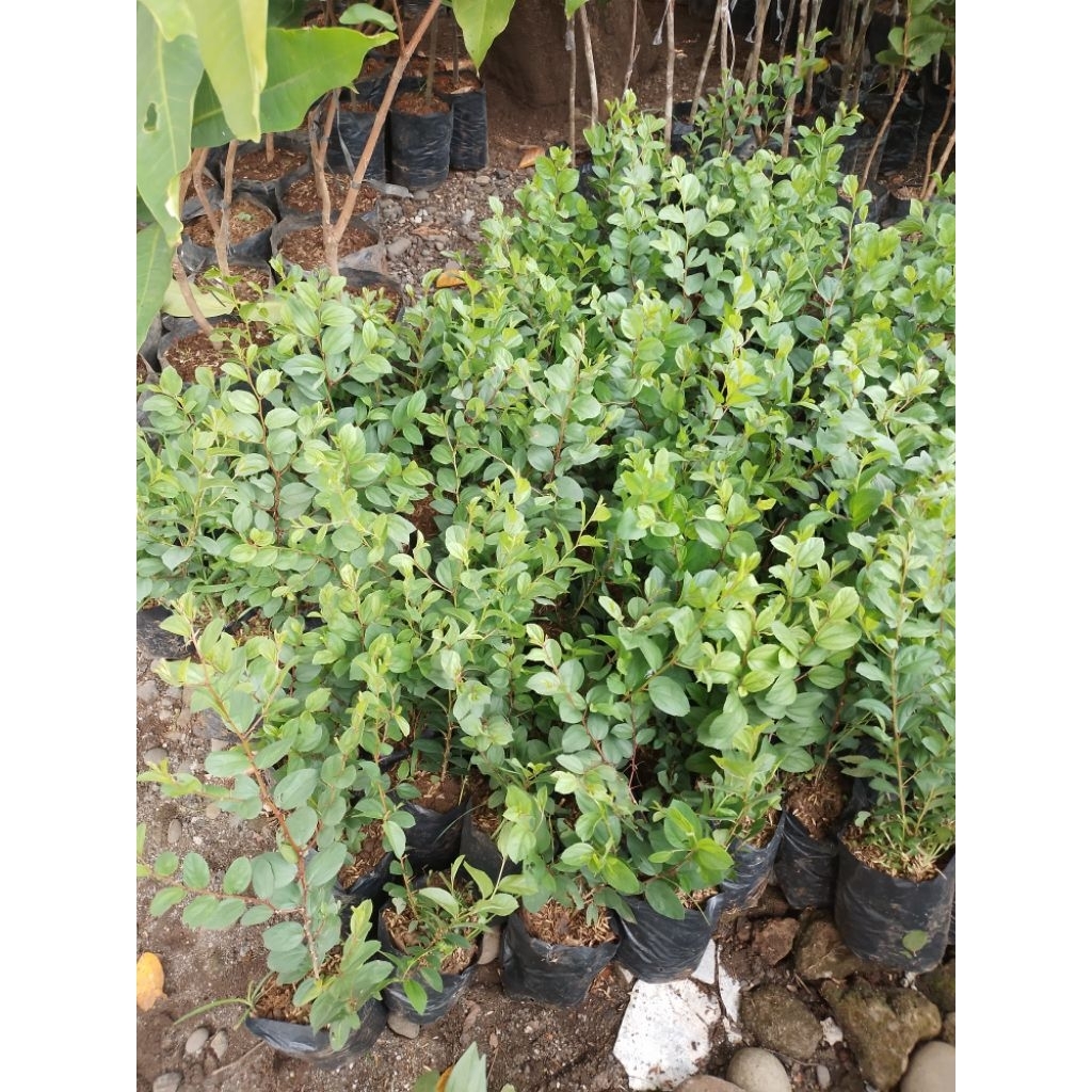 Bibit Pohon Bidara Arab Beli 5 bonus 1