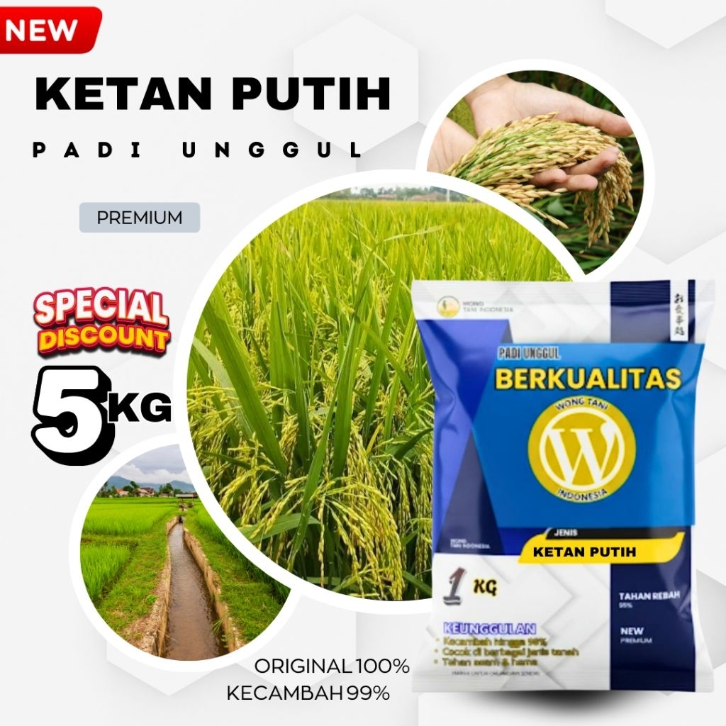 BENIH PADI UNGGUL KETAN PUTIH ORIGINAL