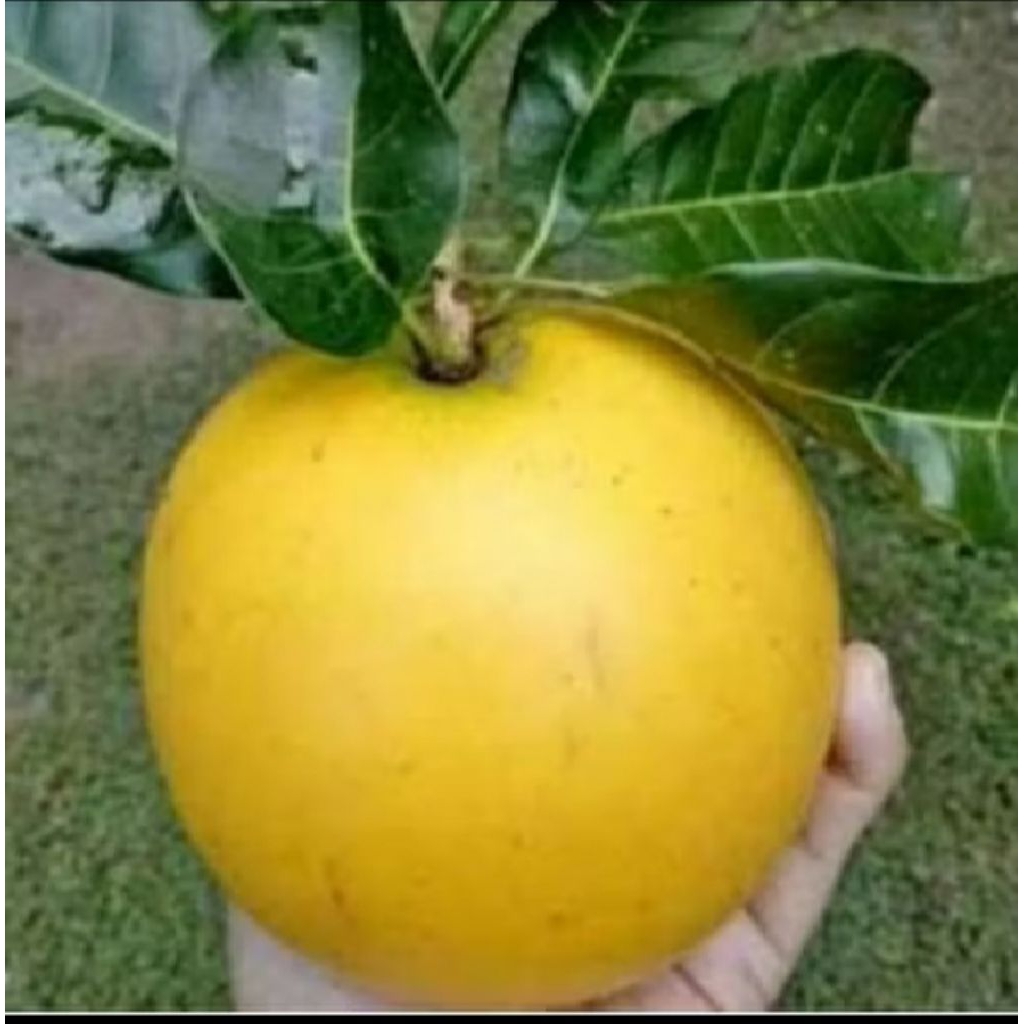 bibit abiu jumbo siap berbuah