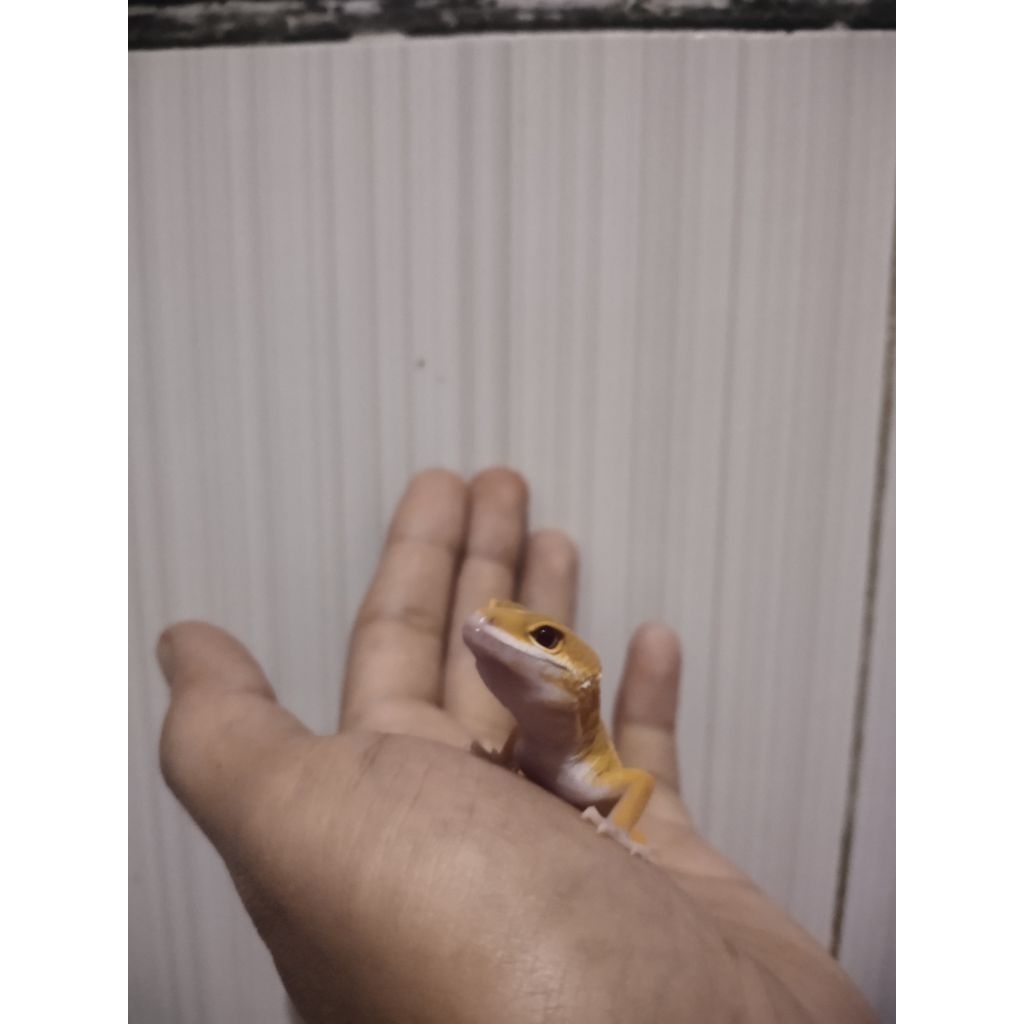 Mainan gecko sunglow