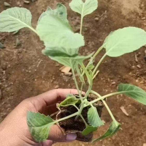 Paket 20 Pohon Bibit Kubis/Kol Siap Tanam - Bibit Tanaman Hidup