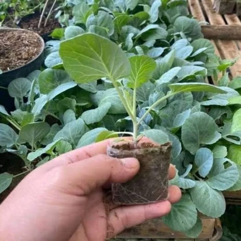 Paket 15 Pohon Bibit Kubis/Kol Siap Tanam - Bibit Tanaman Hidup