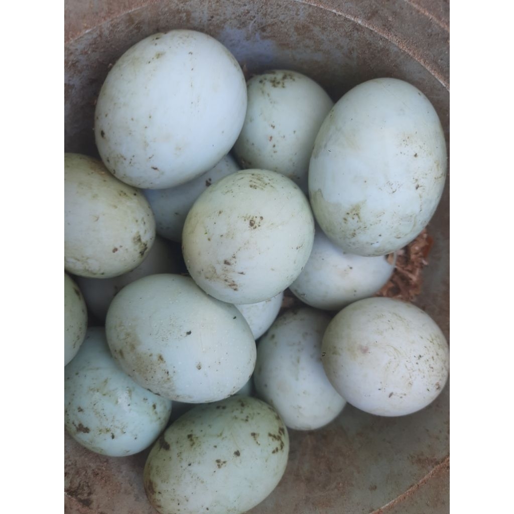 Telur Bebek Sawah Fertil