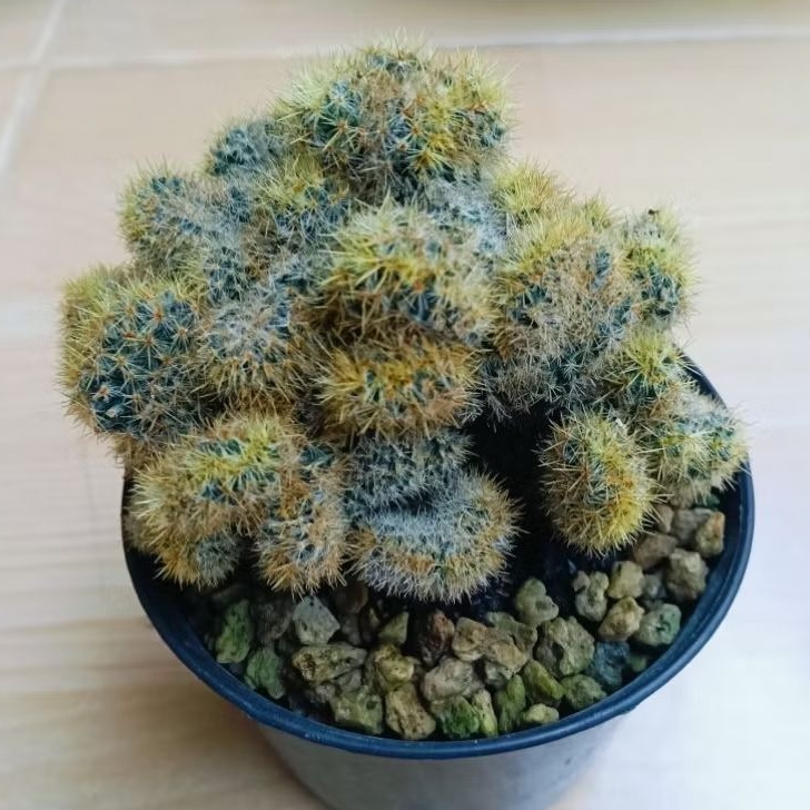 kaktus unik mamilaria crested jumbo