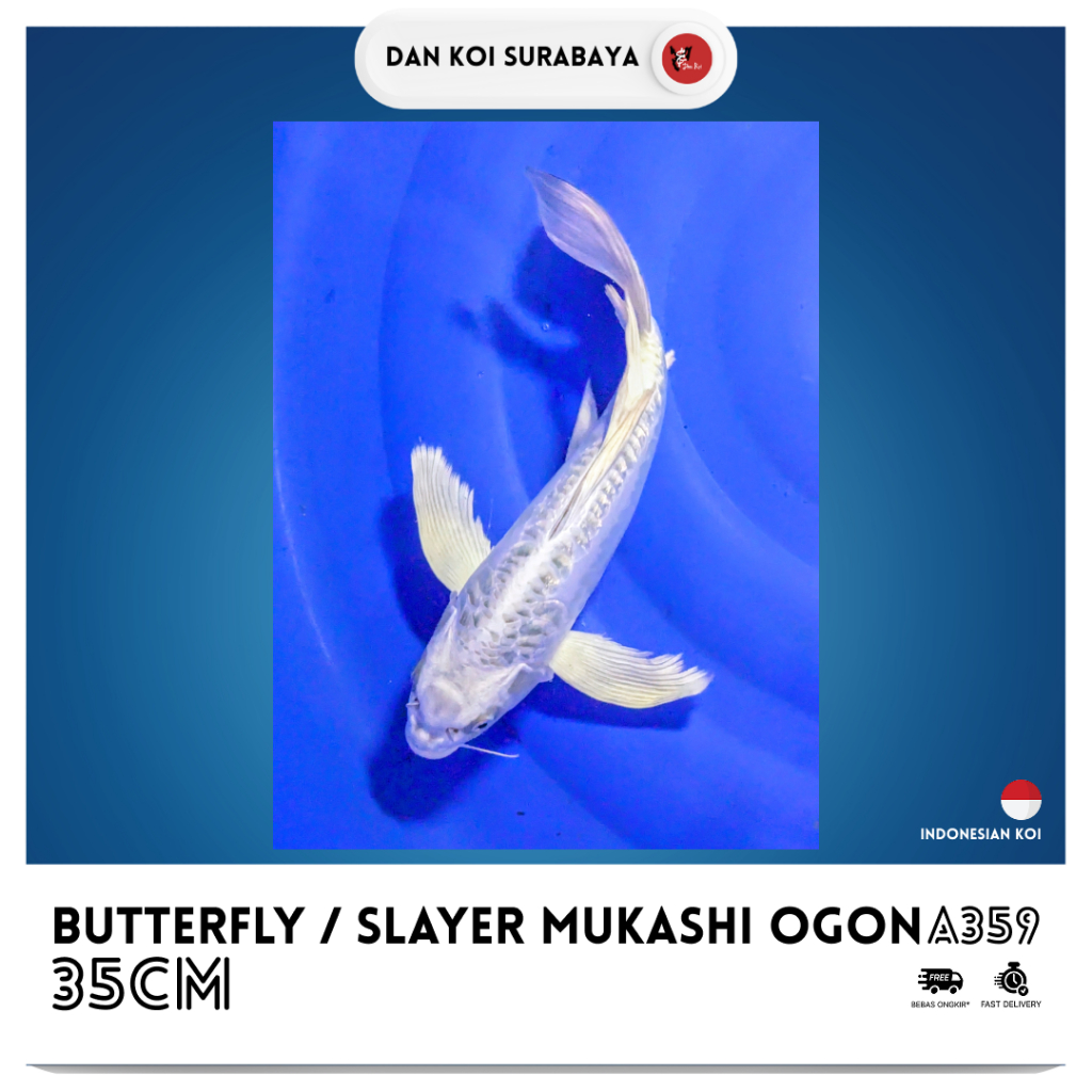 Ikan Koi Butterfly / Kumpay / Slayer Doitsu Mukashi Ogon Kode A359