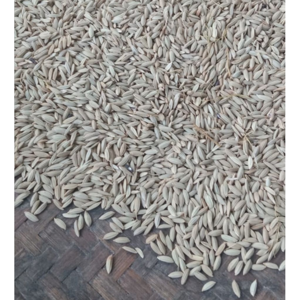 GABAH KETAN HITAM kualitas original isi 500gram