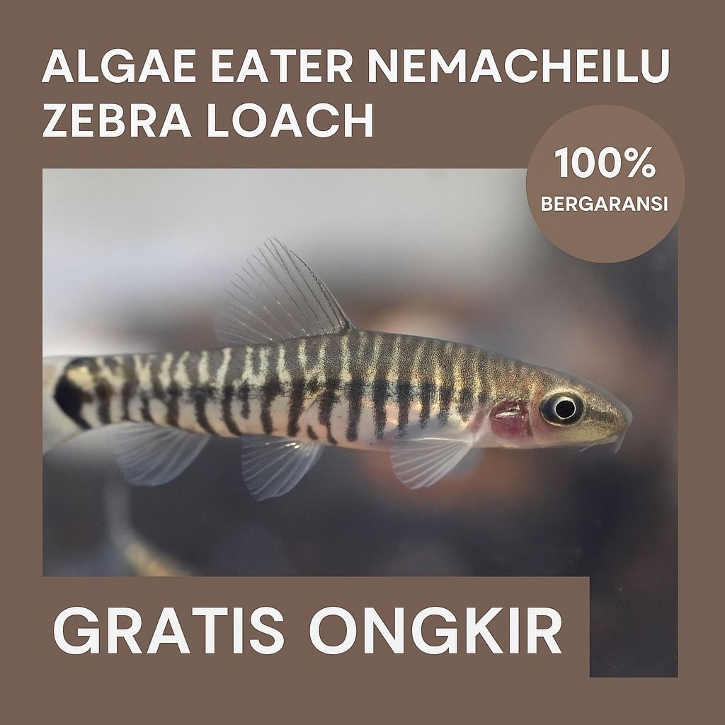 Ikan pembersih Alga eater / Ikan Alga eater nemacheilus zebra loach p/ Ikan pembersih Aquarium
