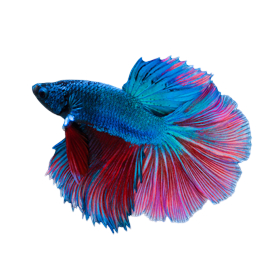 Pop Ice Stroberi Blueberry