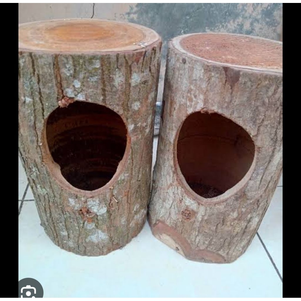 TEMPAT BERTELUR BURUNG MURAI BATU