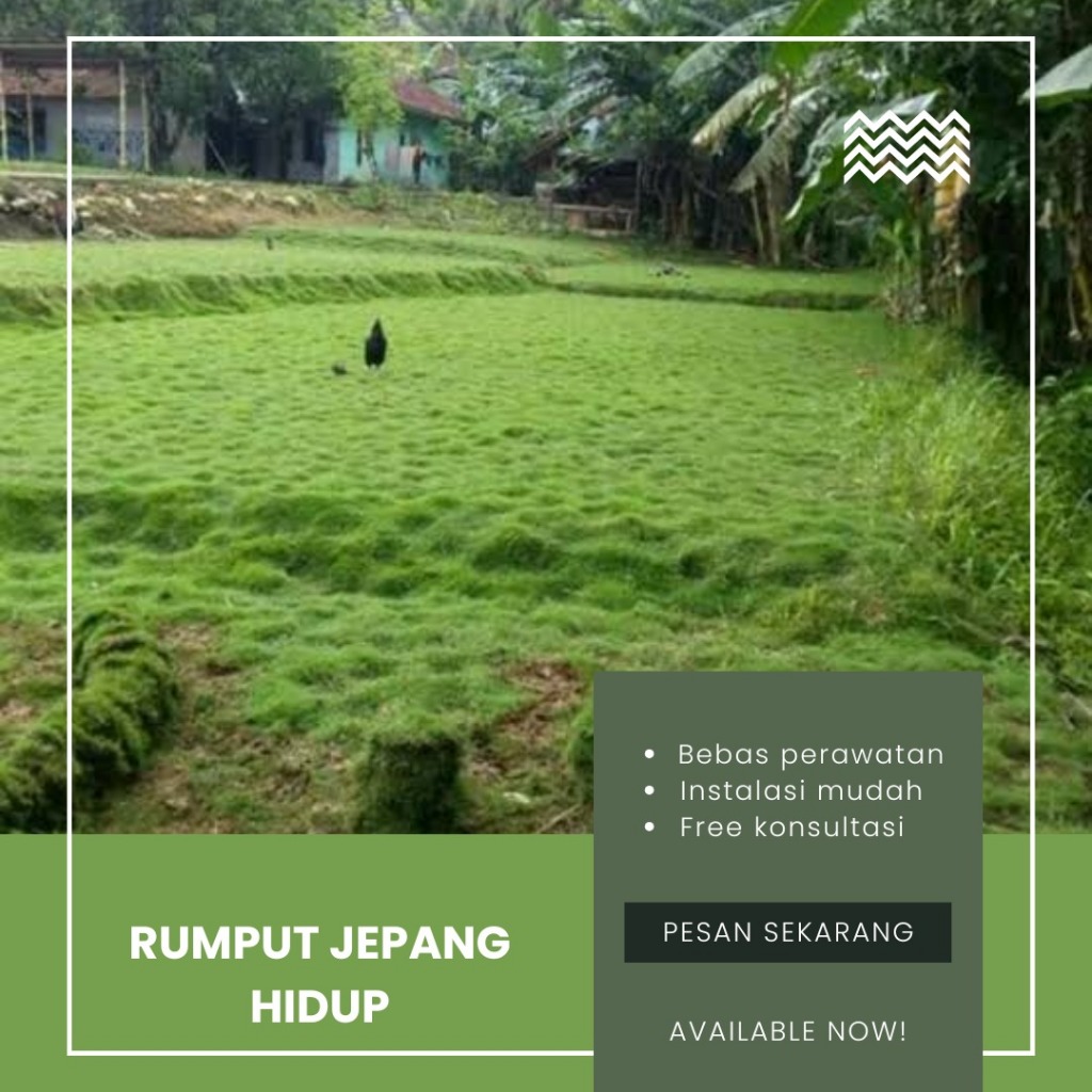 ASLI Rumput Peking Jepang Ukuran 1 × 1 Meter / Rumput Jepang