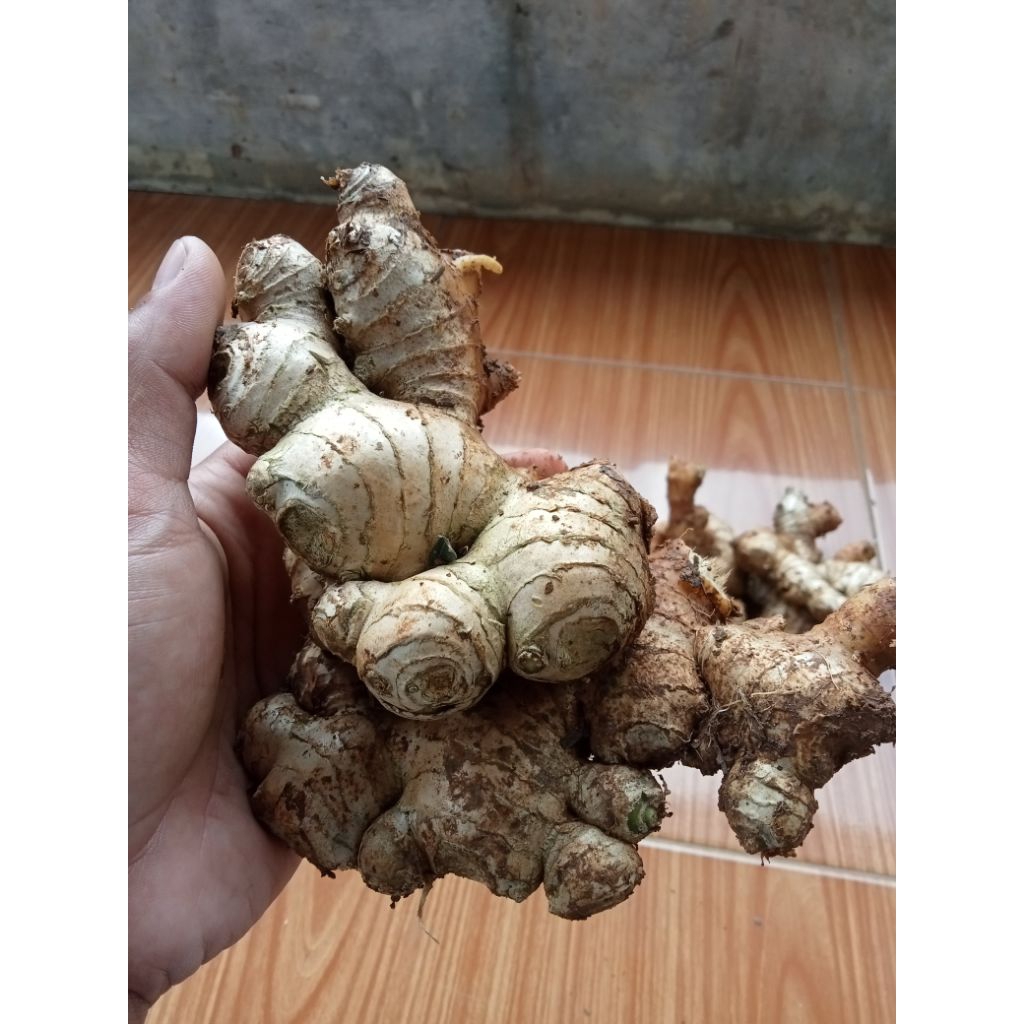 Rimpang Jahe Gajah | Jahe Besar | Rimpang Jahe Segar | Bibit Jahe Gajah