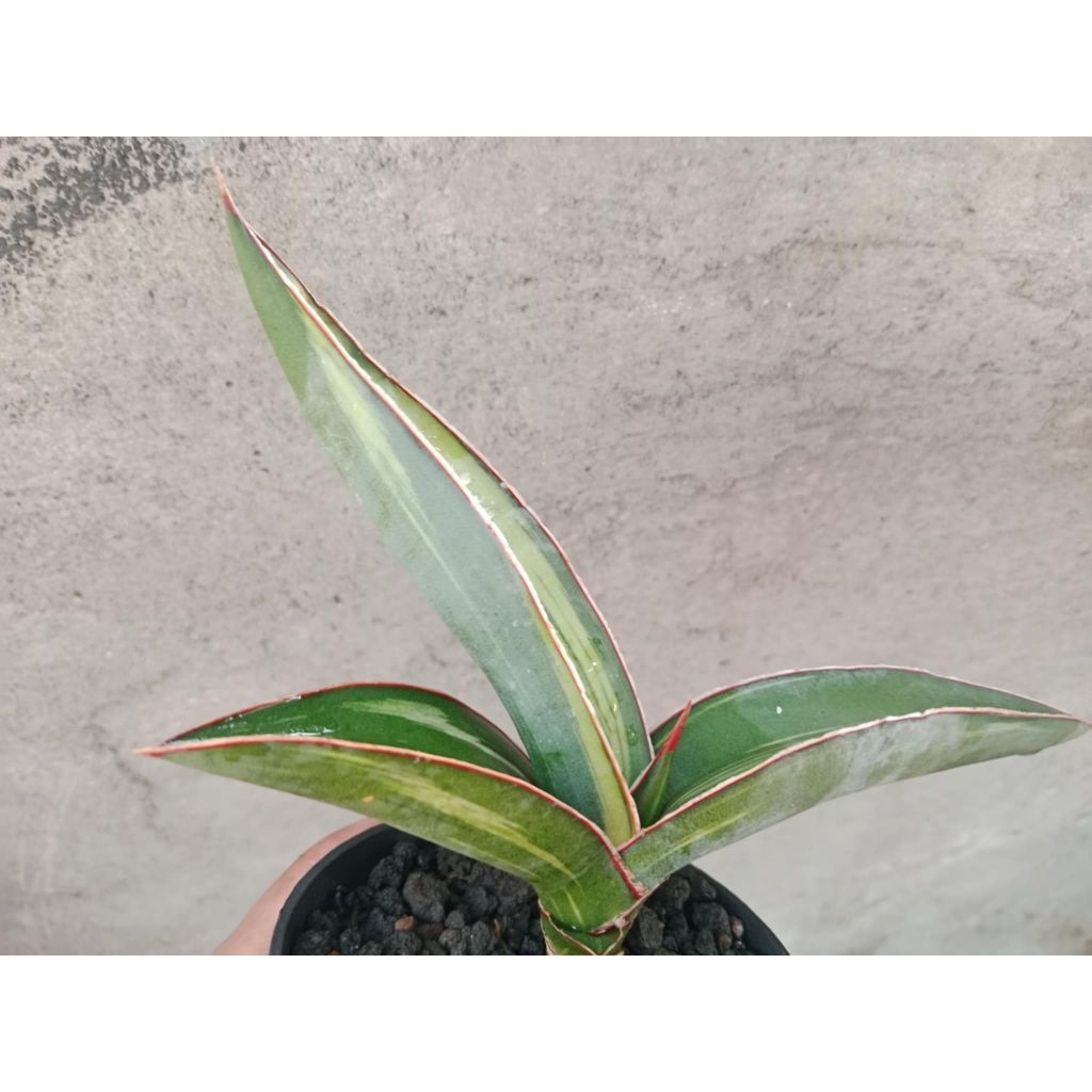Sansivera Robusta Variegata putih