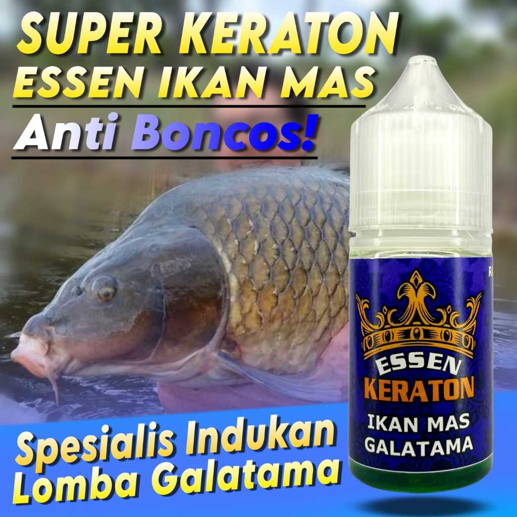 Essen Super Gacor Dan Super Ampuh Buat Mancing Ikan Mas Galatama Indukan Essen Khusus ikan Mas Babon