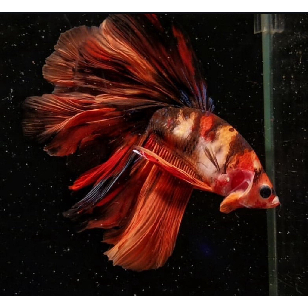 TERMURAH cupang halfmoon nemo full warna bagus dan cerah kualitas paling bagus