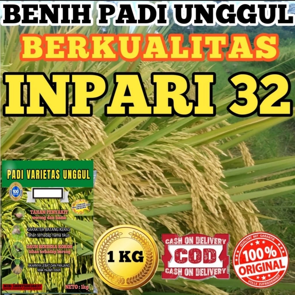 BENIH PADI BIBIT PADI INPARI 32 JUMBO KUALITAS PREMIUM KEMASAN 1KG
