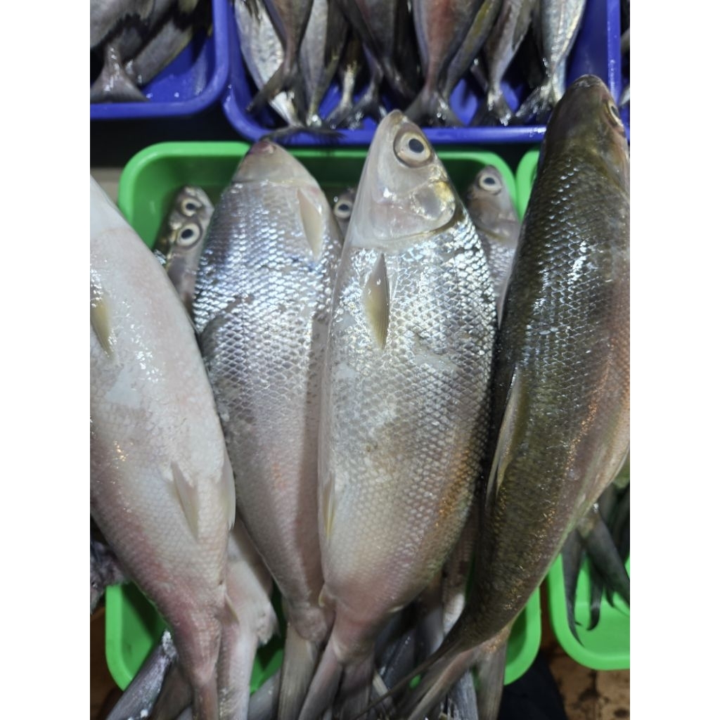Ikan Bandeng Besar