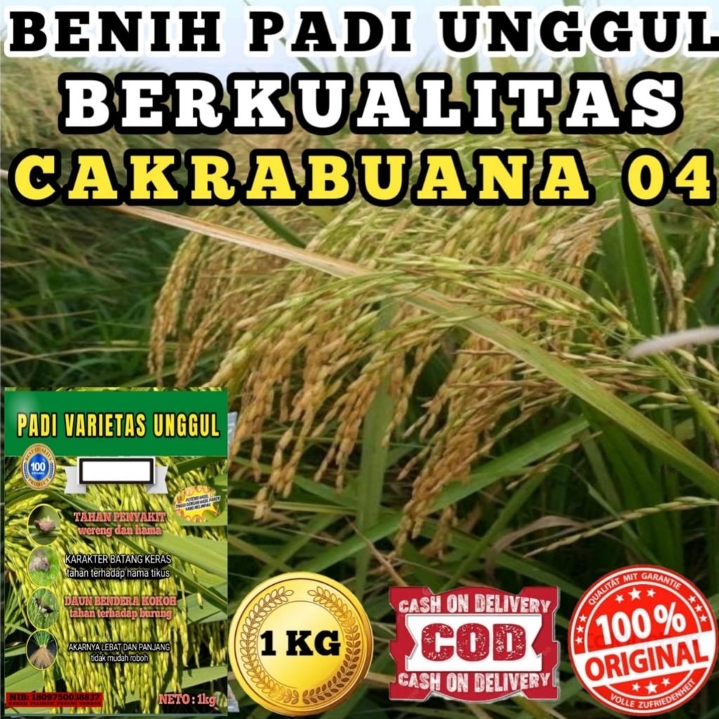 BIBIT BENIH PADI  CAKRABUANA 04 ORIGINAL KEMASAN 1KG