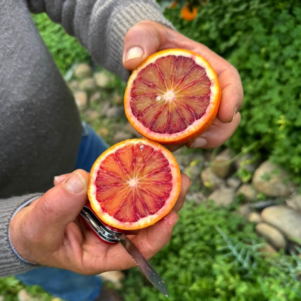 Bibit Tanaman Jeruk Sweet Orange Jeruk Baby Warna Merah Kondisi Siap Berbuah Fullmedia