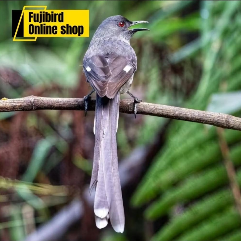 BURUNG MURAI AIR MANCUR PILIHAN MASTERAN