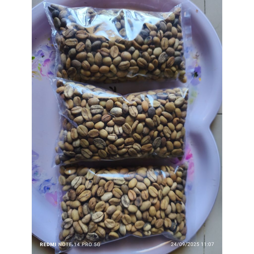Bibit Semai Biji Kopi Liberika