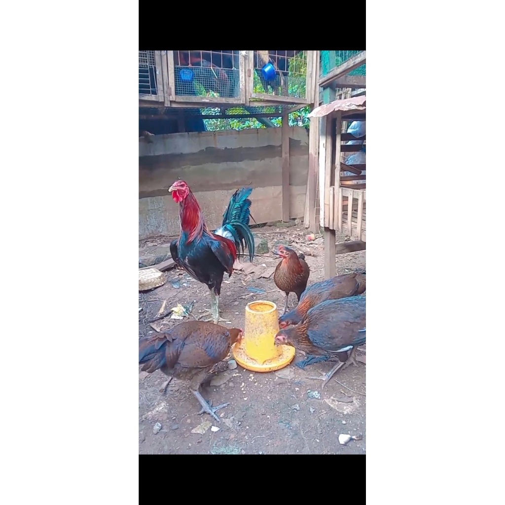 telur tetas ayam ak47 original