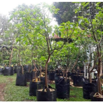 Bibit Pohon Buah Alpukat