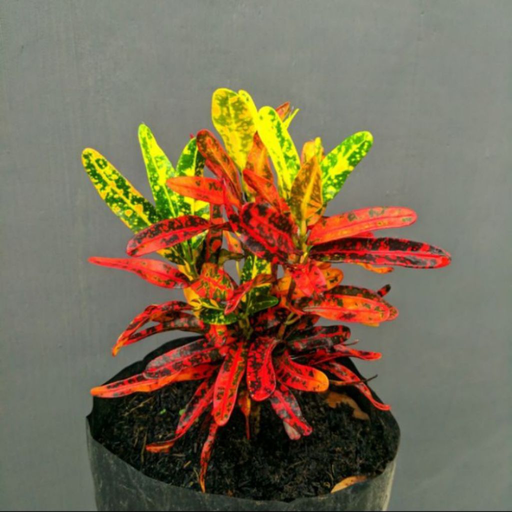 Tanaman hias puring cabe merah - pohon puring merah