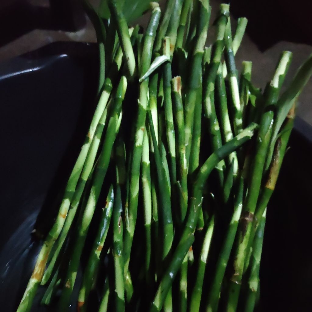 bambu rejeki bambu srirejeki