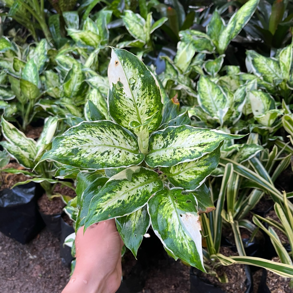 TANAMAN HIAS AGLONEMA BLANCENG SUSU || AGLONEMA BLANCENG SUSU