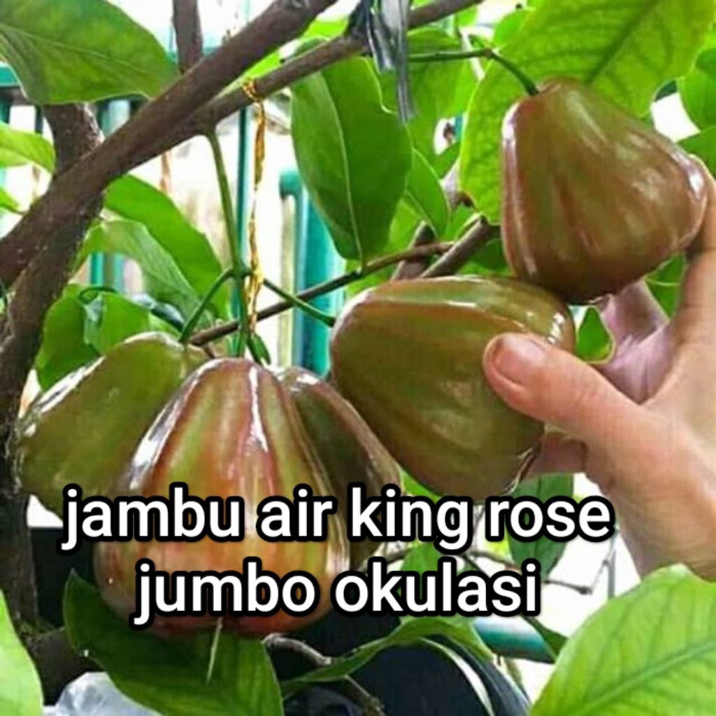bibit jambu air king rose super jumbo okulasi ( bonus pupuk)