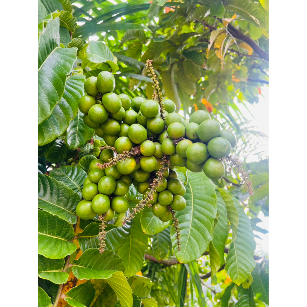 Bibit Matoa Hijau Manis (Rambutan Papua)