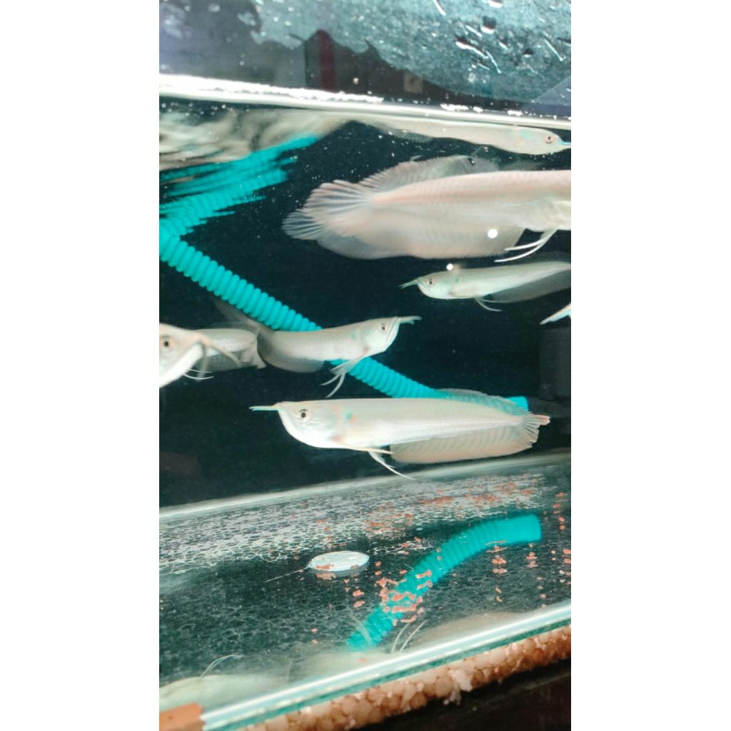 STIKER KARDUS ARWANA SILVER RED UK 15-16CM