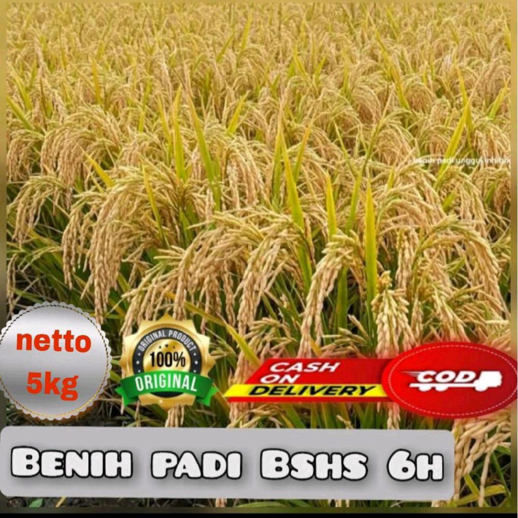 BENIH BIBIT PADI BSHS 6H DALAM KEMASAN 2KG