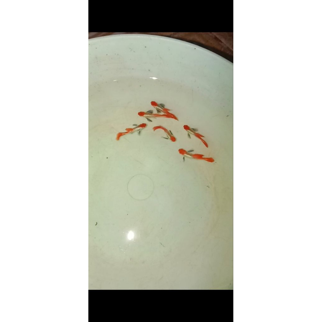 obat herbal . prtde koi
