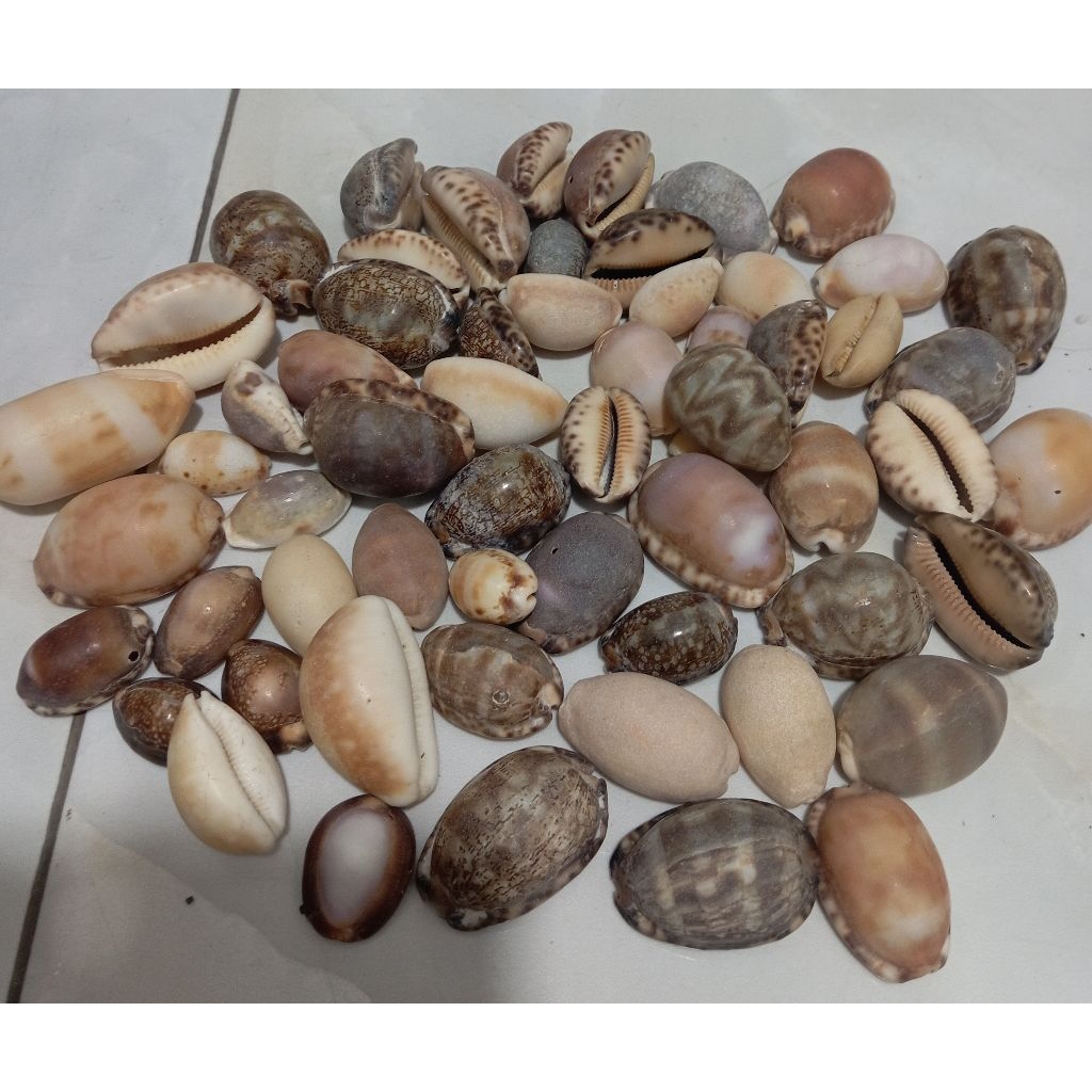 cangkang kerang Kuwuk ukuran sedang besar (semua)