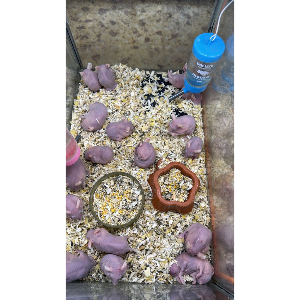 hamster hairless hair less pengiriman instan