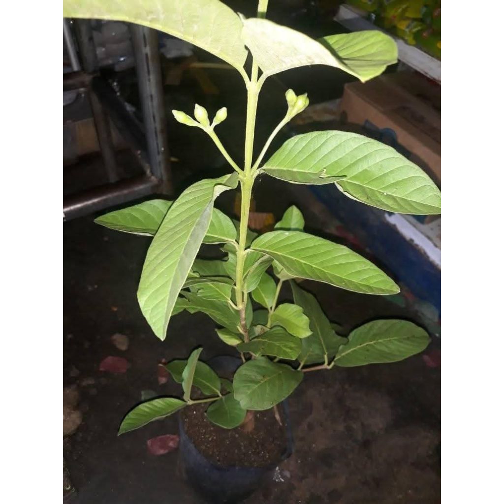 jambu kristal tanpa biji